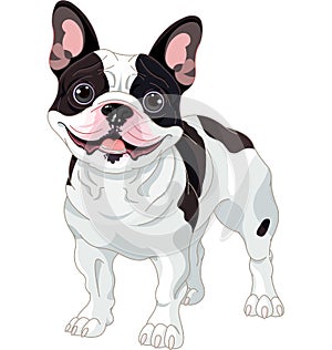 French bulldog