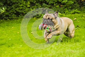 French bulldog