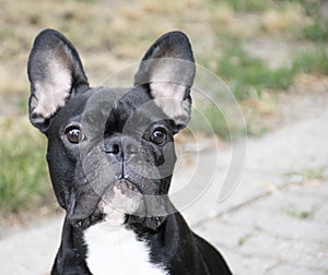 FRENCH BULLDOG