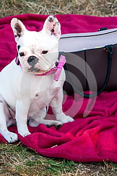 French Bulldog