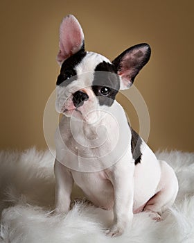 French Bulldog