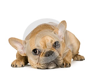 French Bulldog (7 months)