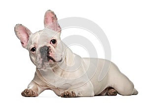 French Bulldog, 7 months old, lying