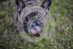 French Bulldog