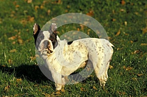 French Bulldog, Adult Dog standing on Grass