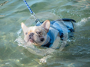 French bulldog animal.