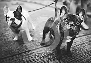 French Bulldog Animal Canine Dog Pedigree Concept