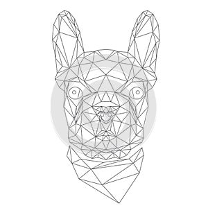 French Bulldog, animal head