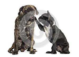 French bulldog annoying a Cane Corso sitting, isolated