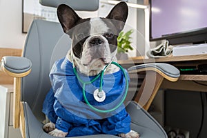French bulldog as a medicine doctor with a stetoscope at the doctor office