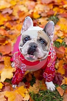 French bulldog in autumn leaves. Smile dog. Dog in overalls for a walk in the park
