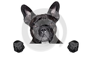 French bulldog with banner