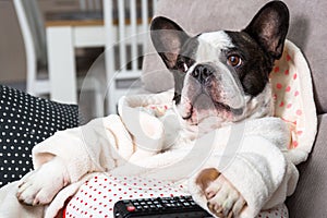 French bulldog in bathrobe watch tv with remote control in paw on the arm chair