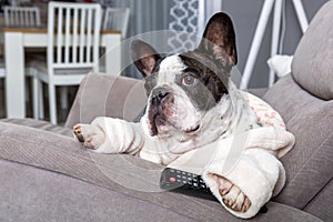 French bulldog in bathrobe watch tv with remote control in paw on the arm chair