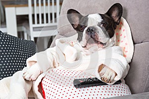 French bulldog in bathrobe watch tv with remote control in paw on the arm chair