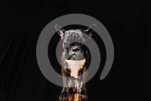 French Bulldog on a black background. Place for your text. The bulldog is looking straight at you. Flat lay
