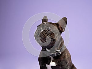 French Bulldog with a black collar, set against a soft purple background