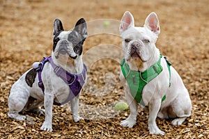 French Bulldog and Boston Terrier mix brother right and sister left.