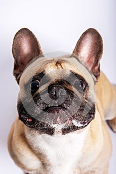 Cute French bulldog photo-shooting in studio photo