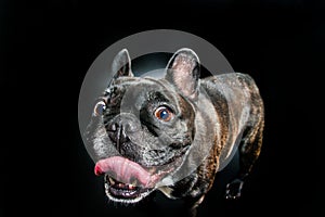 Cute French bulldog photo-shooting in studio photo