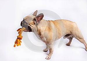 Cute French bulldog photo-shooting in studio photo