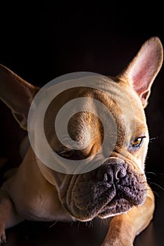 French Bulldog bouledogue franÃ§ais