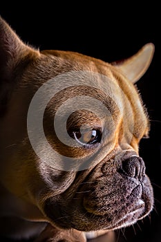 French Bulldog bouledogue franÃ§ais