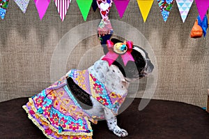 A french bulldog with bow and colorful dress sitting at the junina party