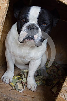 French Bulldog in the box