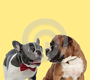 French Bulldog and Boxer dog sticking out tongue
