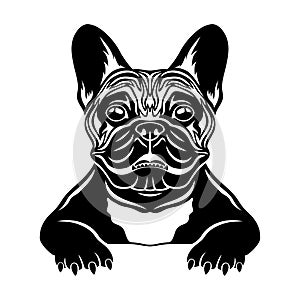 French bulldog breed dog.