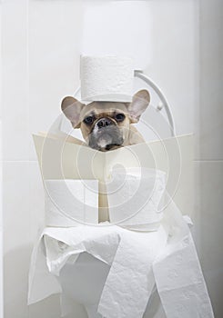 French bulldog breed dog with big black eyes reads an interesting book while sitting on the toilet in the toilet.