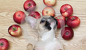 A French Bulldog breed dog lies on its back among ripe apples on a wooden floor and furtively looks into the camera.