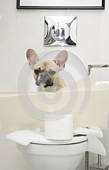 A French bulldog breed dog sits in the toilet room on the toilet among rolls of paper and carefully reads a book.