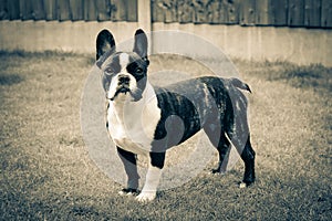 French bulldog photo