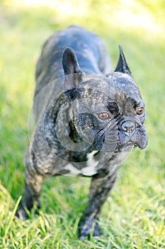 French Bulldog Brindle Male Portrait.