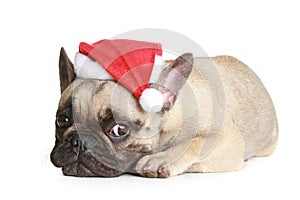 French bulldog in christmas hat lies photo