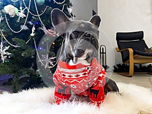 French bulldog on Christmas tree background in Christmas sweater with reindeer.