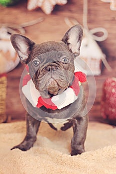 French bulldog christmas vertical