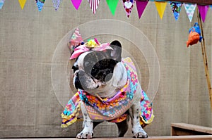 A French Bulldog in colorful dress and bow at the junina party tent