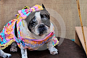 A french bulldog with colorful dress for country party sitting in the tent