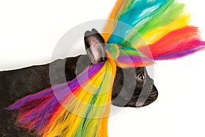 French bulldog with colorful wig