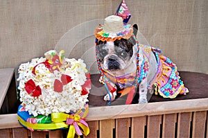 A french bulldog with country dress at the stall with the popcorn cake