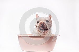 French Bulldog Cute Dog, Dog Dr., Dog Doctor, Dog Nurse, Smart Dog, Puppy