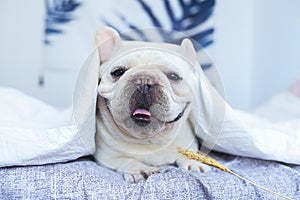 French Bulldog Cute Dog, Dog Dr., Dog Doctor, Dog Nurse, Smart Dog, Puppy