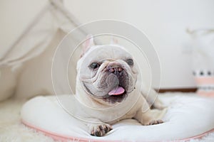 French Bulldog Cute Dog, Dog Dr., Dog Doctor, Dog Nurse, Smart Dog, Puppy