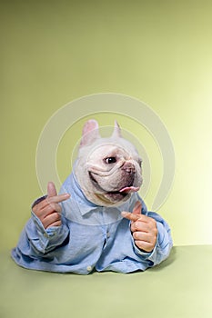 French Bulldog Cute Dog, Dog Dr., Dog Doctor, Dog Nurse, Smart Dog, Puppy
