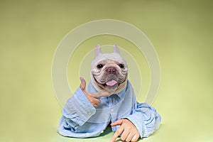 French Bulldog Cute Dog, Dog Dr., Dog Doctor, Dog Nurse, Smart Dog, Puppy