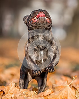 French bulldog dark jumping through autumn or fall leaves with mouth open and tongue out