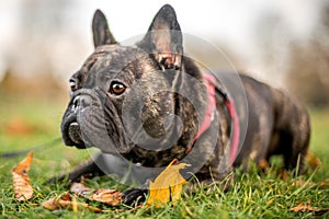 French bulldog dark lying in autumn or fall leaves with mouth closed looking to the side